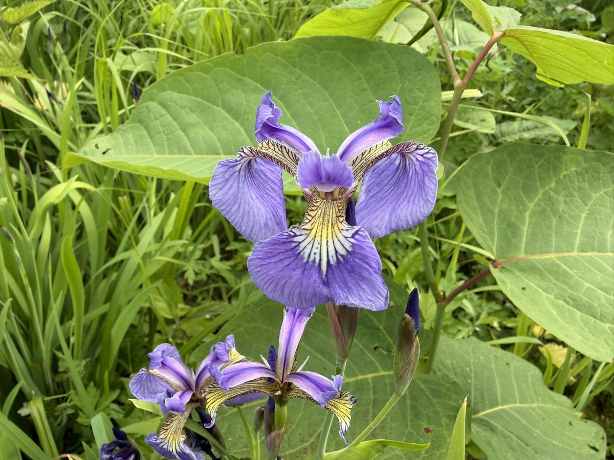 Mayflower1018's tweet photo. アヤメです。
野生に群生しているものです。

「いずれアヤメかカキツバタ」と言う言葉があるくらいに美しいお花です。

#アヤメ
#菖蒲
#花 https://t.co/xuJS59ze1p