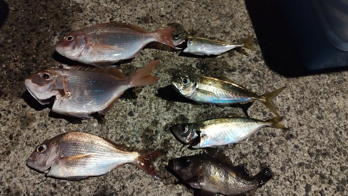 textnextmon's tweet photo. 雨が降り出す前に特急釣行。
久々にまともな釣果。 https://t.co/gfg8minBBb