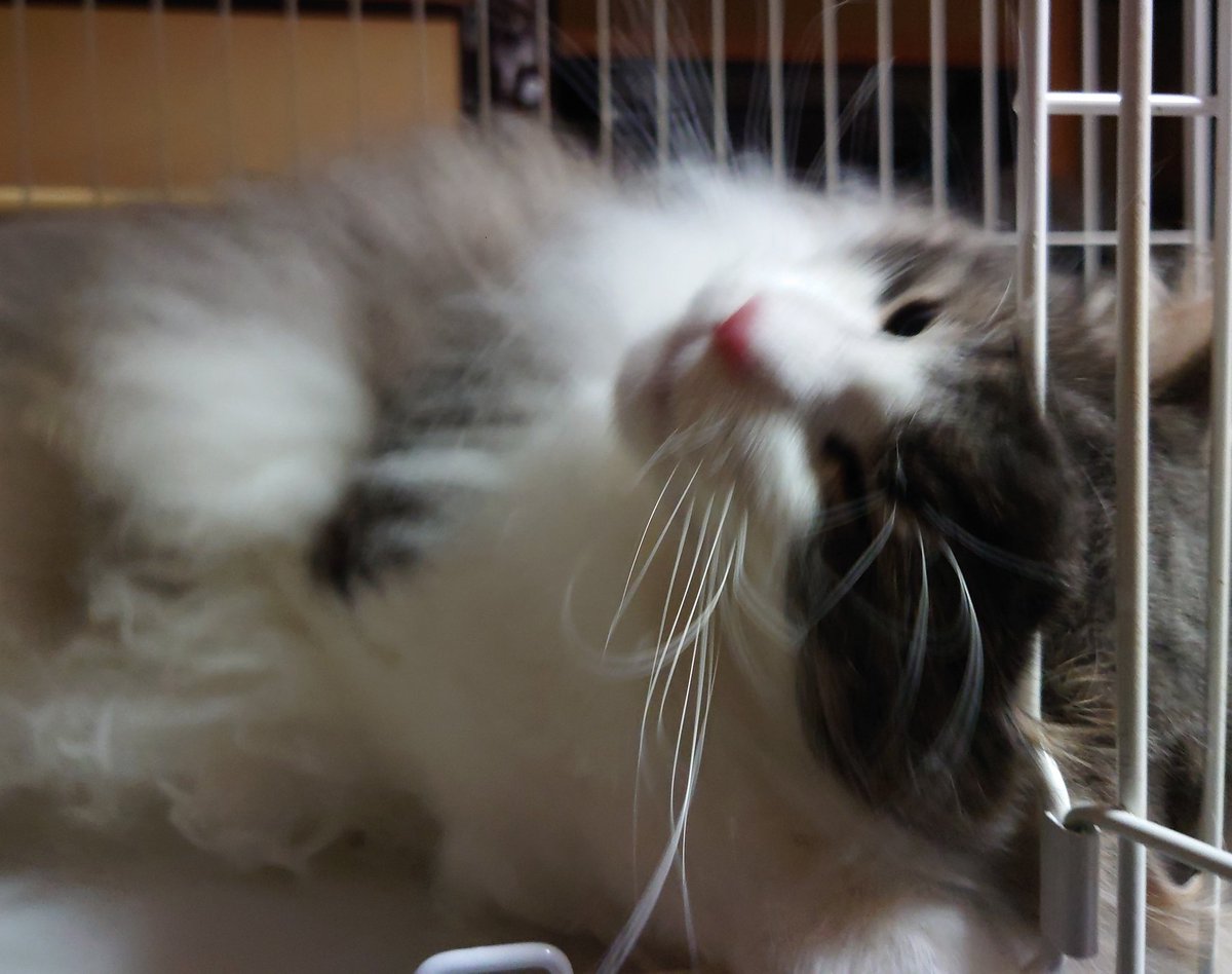 sen_chang's tweet photo. #猫
#ノルウェージャン
毛玉を全部取り終えたと思っていたら、小さくて硬いのでが少しのこっていた。
かなり頑張ったけど、後は毛玉ごと切り取らないとダメかも。
そして抱っこは好きだけど、ケージ柵にゴロゴロスリスリするので、相変わらず写真は上手く撮れない🤣 https://t.co/mXKKL19XV9