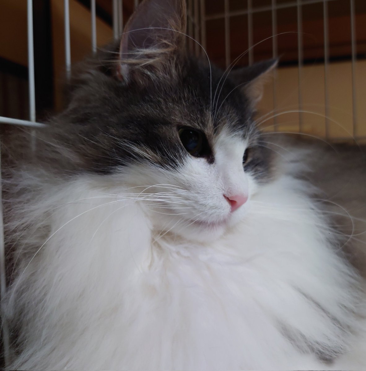sen_chang's tweet photo. #猫
#ノルウェージャン
毛玉を全部取り終えたと思っていたら、小さくて硬いのでが少しのこっていた。
かなり頑張ったけど、後は毛玉ごと切り取らないとダメかも。
そして抱っこは好きだけど、ケージ柵にゴロゴロスリスリするので、相変わらず写真は上手く撮れない🤣 https://t.co/mXKKL19XV9