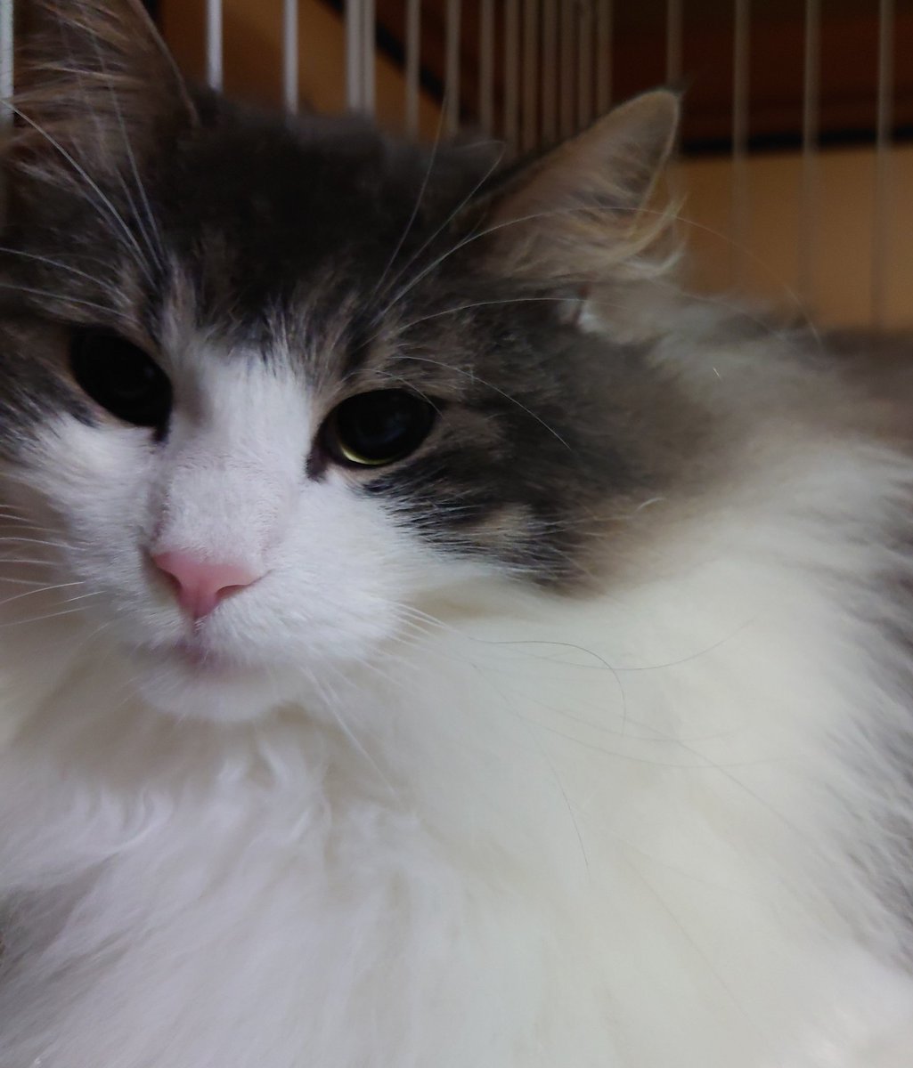 sen_chang's tweet photo. #猫
#ノルウェージャン
毛玉を全部取り終えたと思っていたら、小さくて硬いのでが少しのこっていた。
かなり頑張ったけど、後は毛玉ごと切り取らないとダメかも。
そして抱っこは好きだけど、ケージ柵にゴロゴロスリスリするので、相変わらず写真は上手く撮れない🤣 https://t.co/mXKKL19XV9
