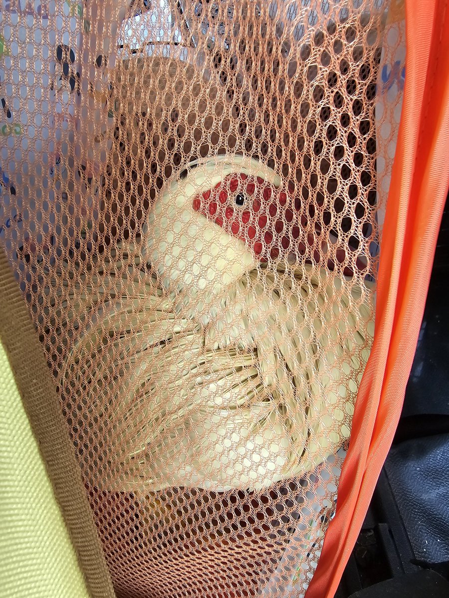 LOfndnUtstj7z8V's tweet photo. 沖縄の各メディアに聞きたい。
今年の糸満ハーリーで、私が最も気になったのはアヒル取り競争の様子を沖縄のメディアが全く報道しなかったことです。
毎年恒例のヒーローインタビューがあり、競争の様子も放送されていました。

しかし今年は、まるでその競争が存在しなかったかのようでした。

もし本当に誇れる行事であり、何の問題もないのであれば、なぜ報道しなかったのでしょうか。

なぜ去年までは毎年紹介していたものを、今年は紹介しなくなったのでしょうか。

私はその理由を知りたいと思っています。

毎年必ず放送され、
去年は改善されたと、良き所だけを抜いて放送していたのに

なぜ？