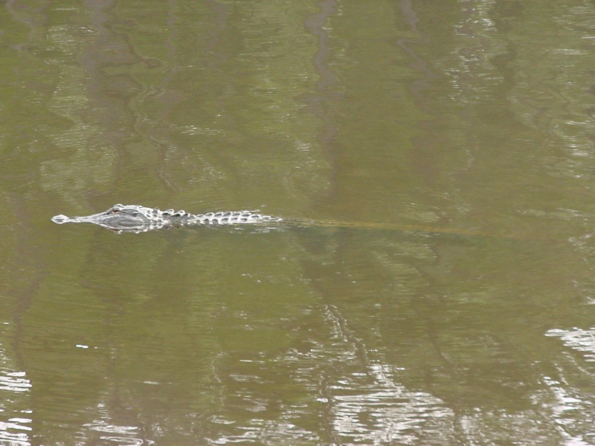 UfoExperience's tweet photo. @jackmallers If you move to Florida, just know there are sharks, alligators, pythons, panthers, bears, coyotes, every venomous snake species found in North America, and 6' long Nile Monitor lizards. But we don't have an anti-Bitcoin governor. Here's a 16' gator for reference. https://t.co/tuRsSPb3G7