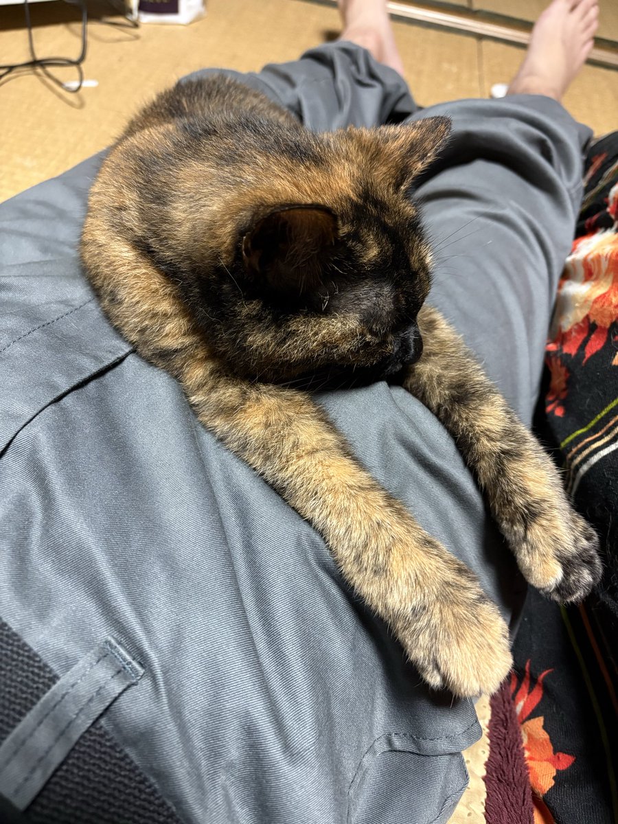 FreyQuest's tweet photo. いきなりどうしたwお前ww
そんな伸びするような猫じゃなかっただろw https://t.co/GXOPAPZzp2