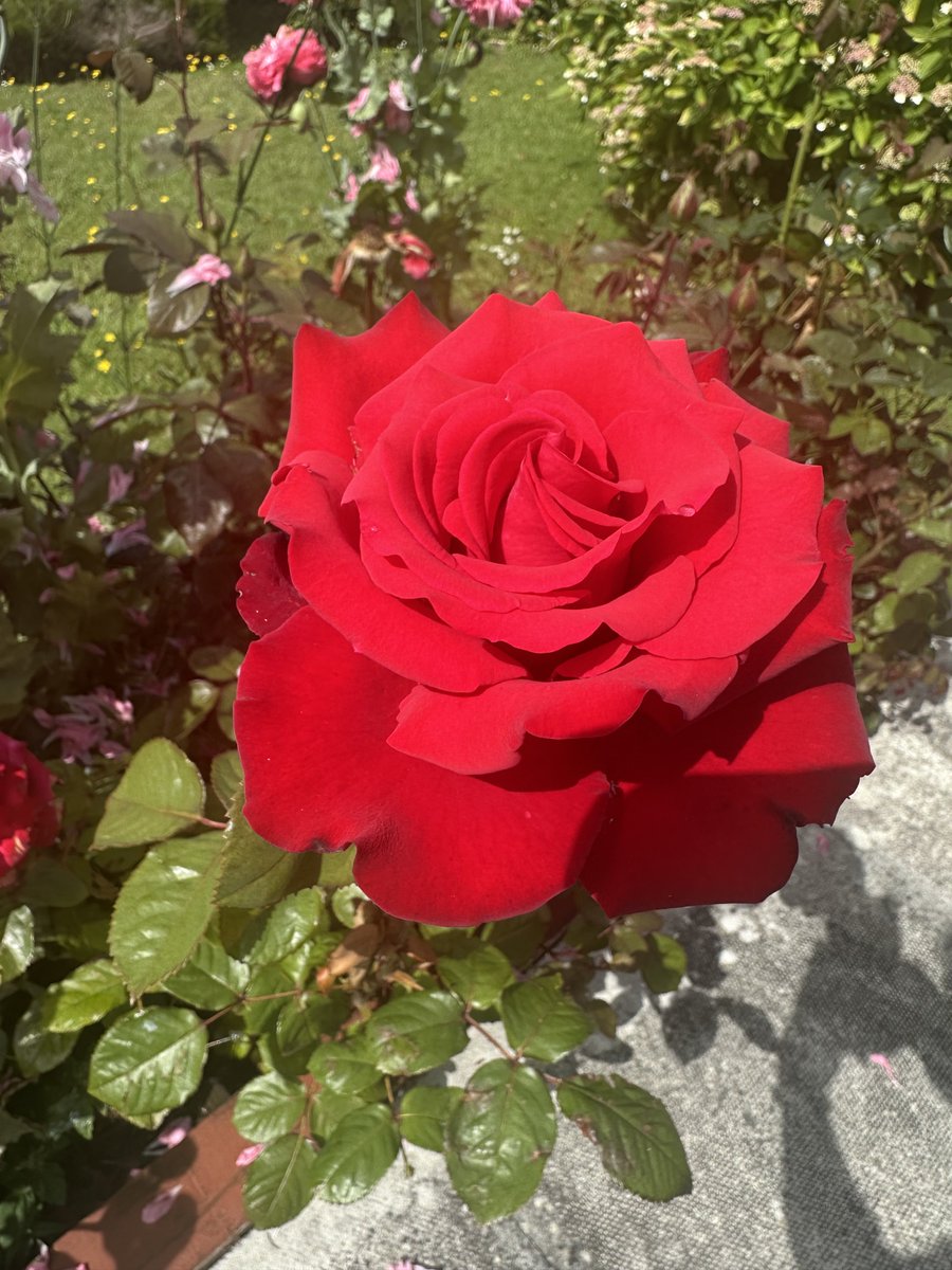 DodgeyDog's tweet photo. Garden is full of colour today - wish it would last https://t.co/X6rY4xQlih
