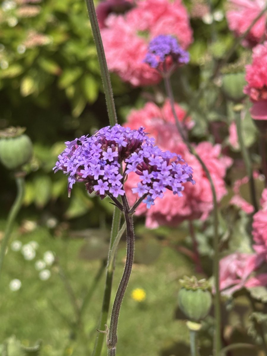 DodgeyDog's tweet photo. Garden is full of colour today - wish it would last https://t.co/X6rY4xQlih