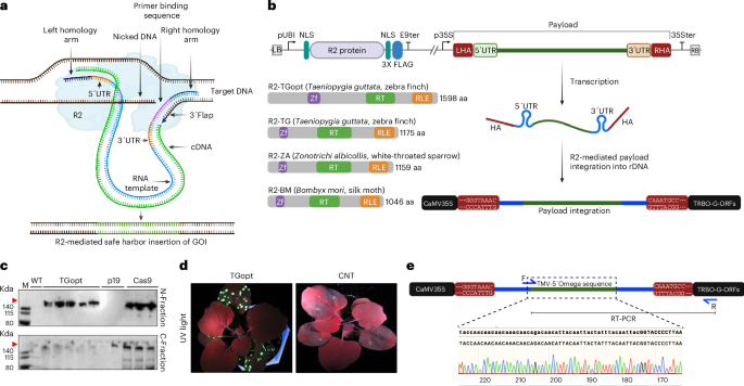 NatureBiotech's tweet photo. Efficient site-specific gene addition using R2 retrotransposons in tobacco and rice https://t.co/rfXGv8O9la https://t.co/bsNSxLg1Bc