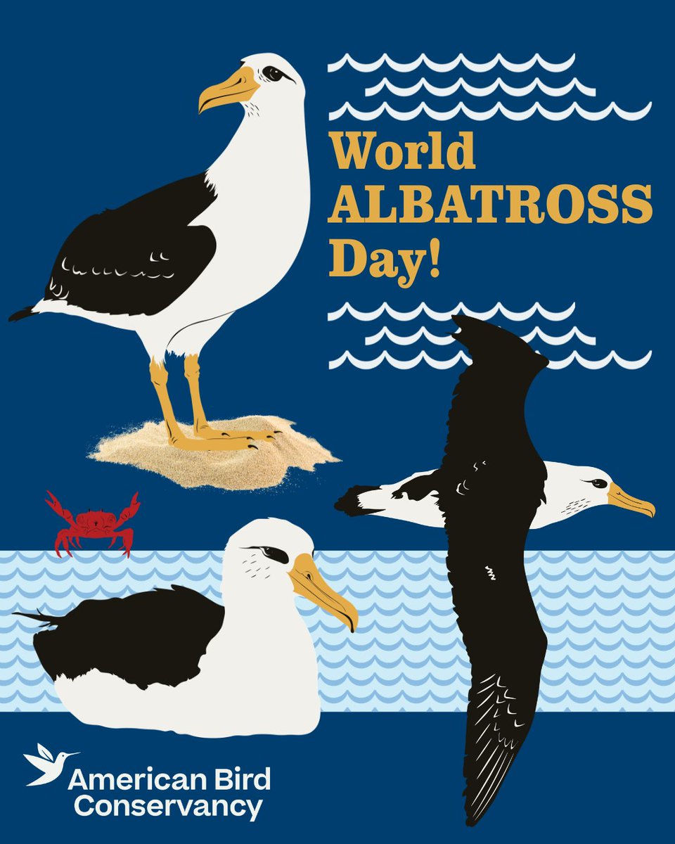 ABCbirds's tweet photo. 🌊 Happy World Albatross Day! 

Today we’re celebrating the Waved Albatross — the world’s only tropical albatross and one of the ocean’s smooooooooothest gliders.

Learn more in our bird library:
https://t.co/ntbAFxX1bS https://t.co/hkkSyp0dEQ