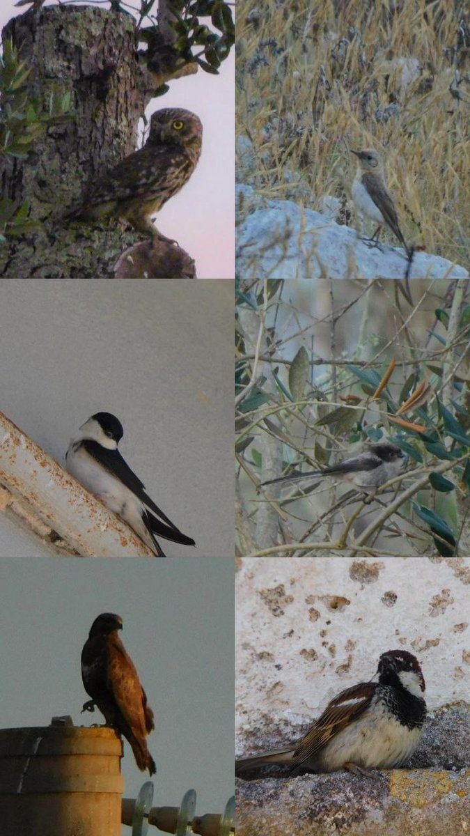 AlonelyReader99's tweet photo. Birds birds birds https://t.co/Z2KSvVgb0L