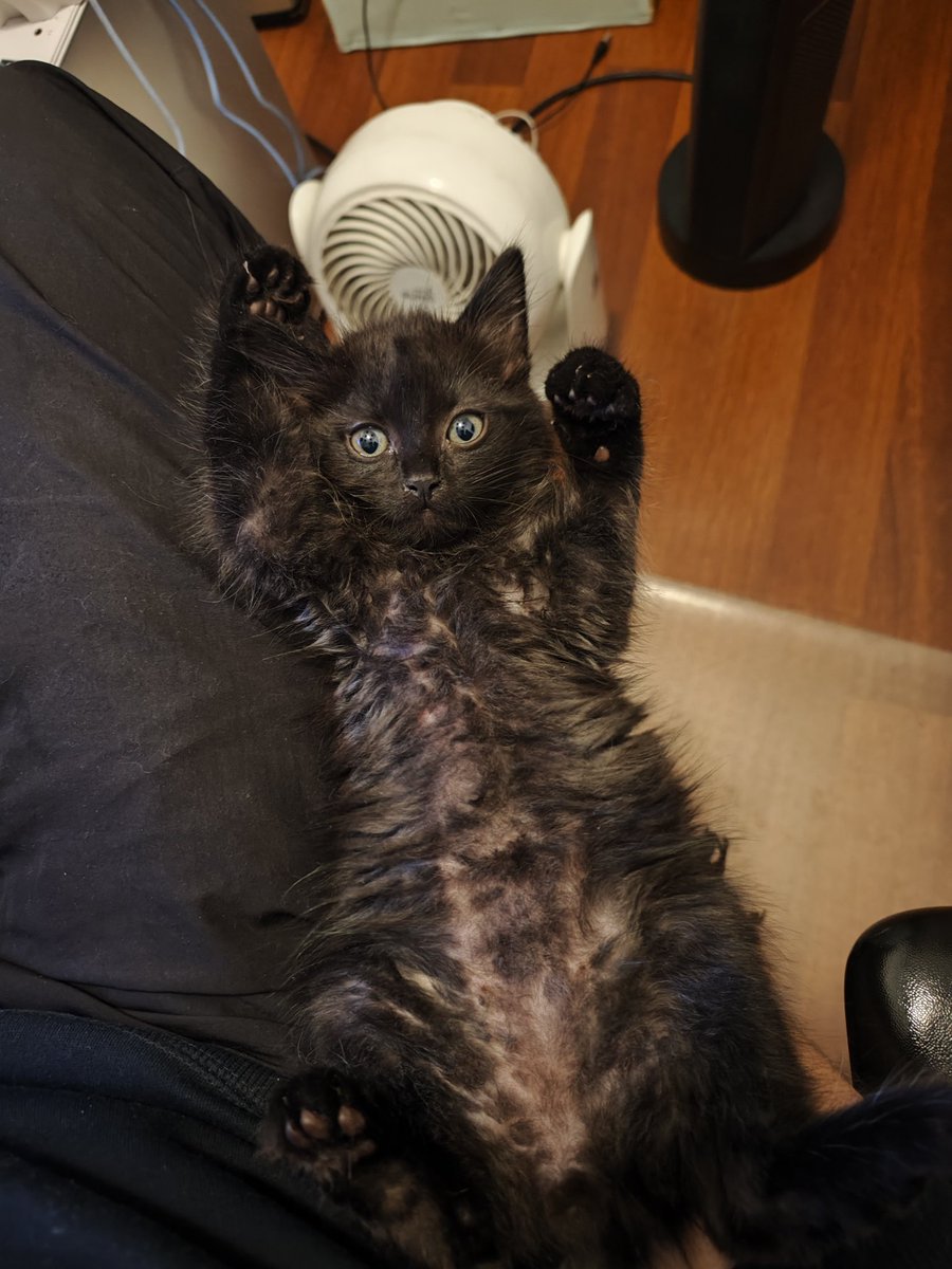dannystreet's tweet photo. @oreoeocat sorry i'm late https://t.co/SGLvwSwo4k