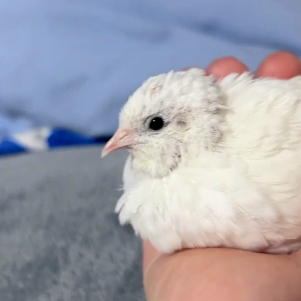 gongon_to_issyo's tweet photo. あまりにもかわいいほっぷちゃん🐤 https://t.co/ExEms5eDVH