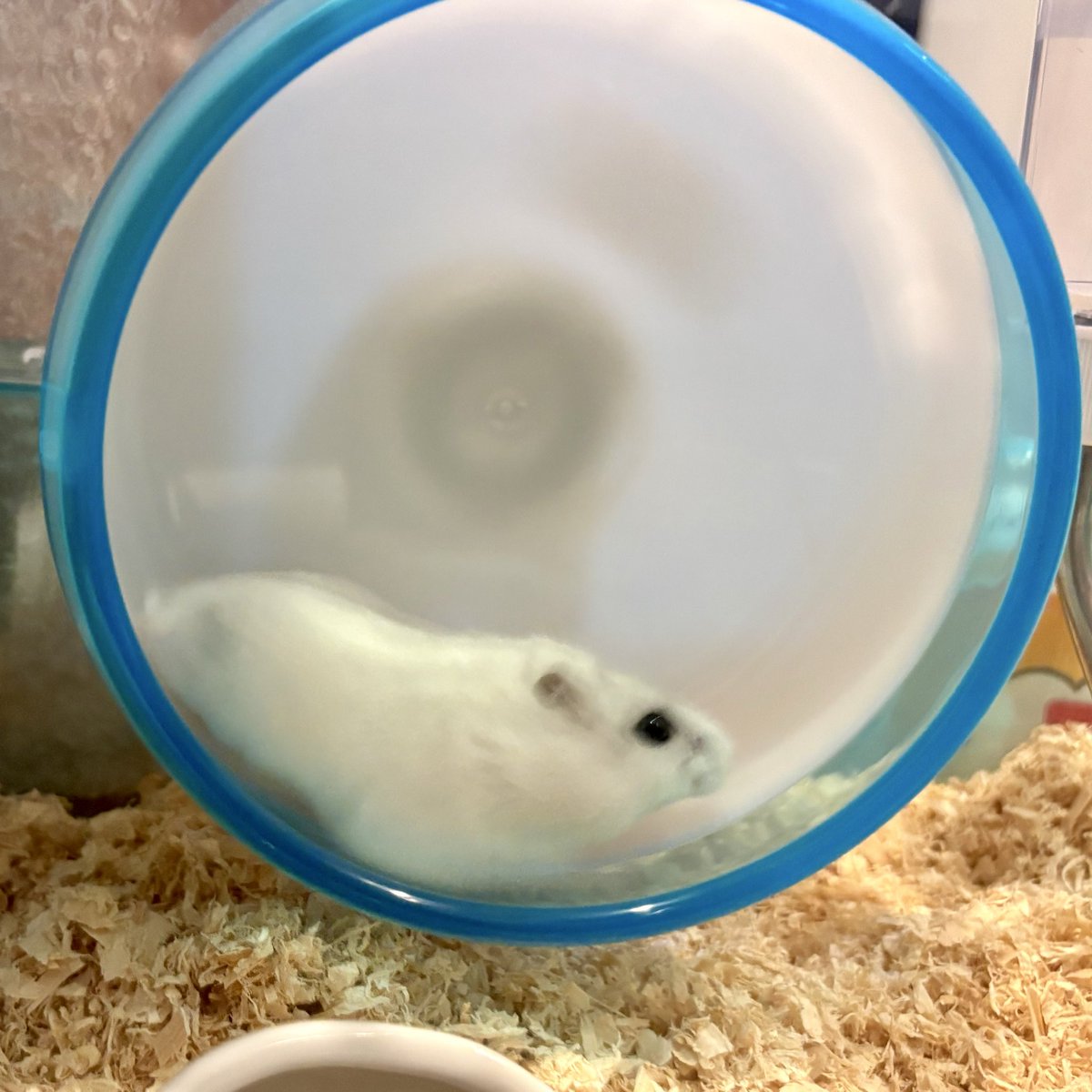 lull2562's tweet photo. 足見えなすぎて謎の生物…例えるならば白身魚の切り身の形か…？🐟
#ハムスター　#ハムスターのいる生活 https://t.co/aGvbrtWMGw