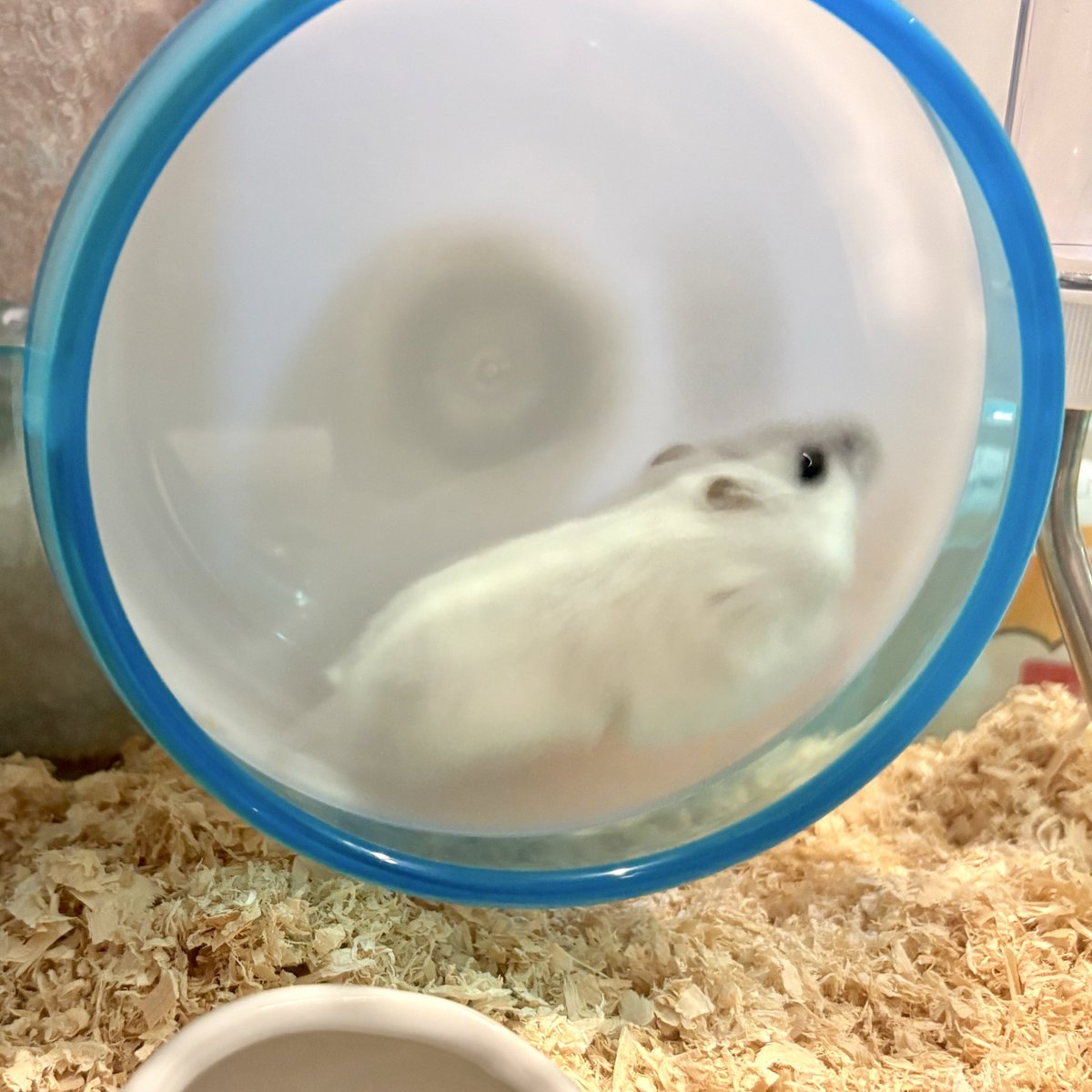 lull2562's tweet photo. 足見えなすぎて謎の生物…例えるならば白身魚の切り身の形か…？🐟
#ハムスター　#ハムスターのいる生活 https://t.co/aGvbrtWMGw