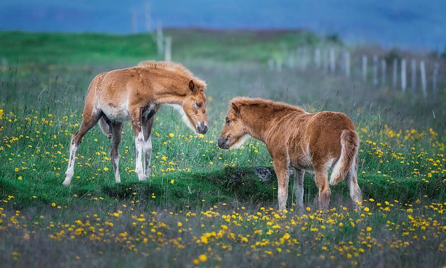 joancarroll's tweet photo. Two Foals Making Friends 1! https://t.co/IDTg9Sirtd #foals #horses #iceland #icelandic #flowers #meadow #pasture #buyart #wallart #artforsale #artstore #travel #travelphotography #wallartforsale #giftideas @joancarroll https://t.co/Gj60ELEhpH
