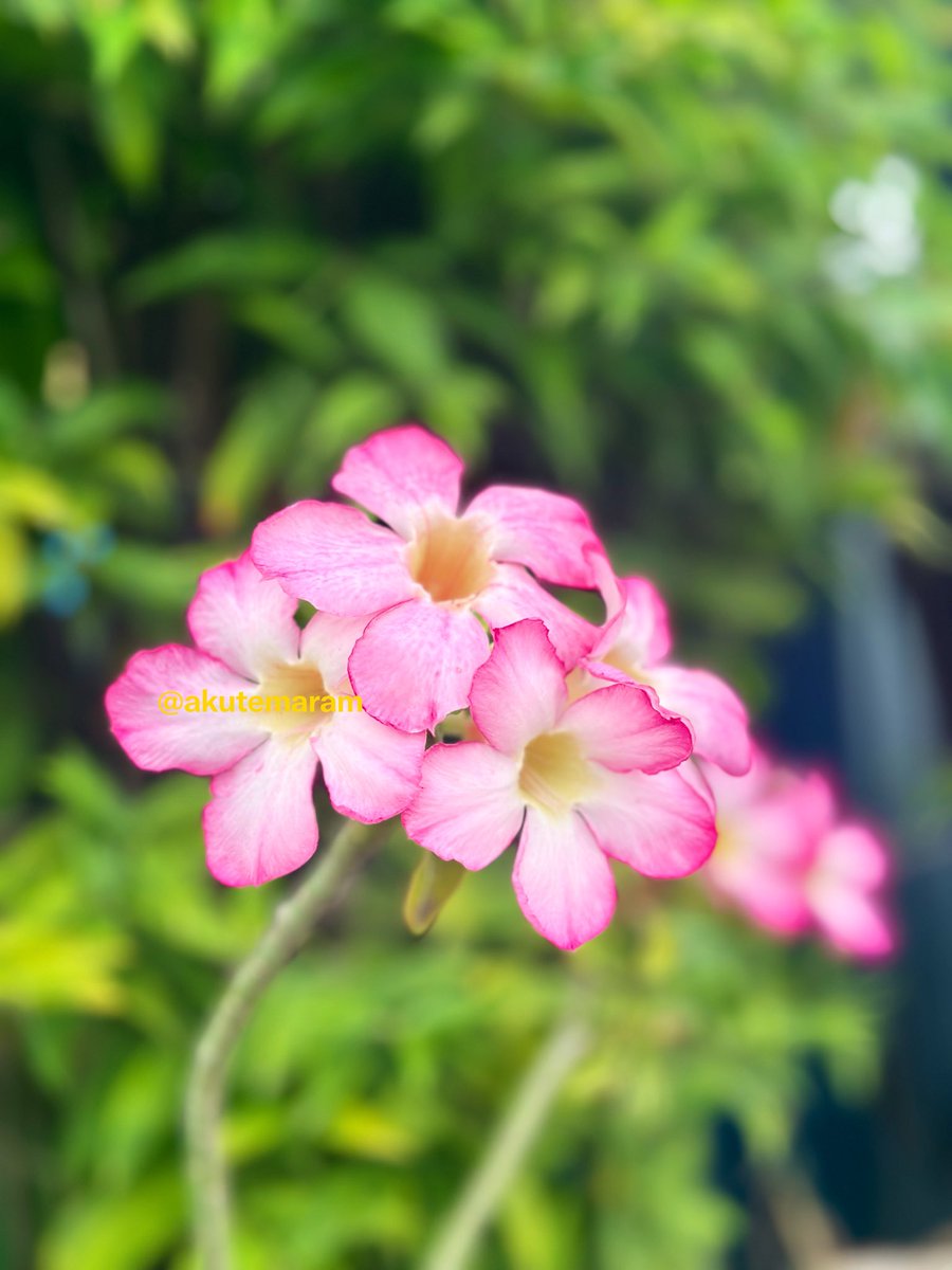 akutemaram's tweet photo. #RandomVisual

#Adenium
#Pink https://t.co/s9hiGmX3XQ