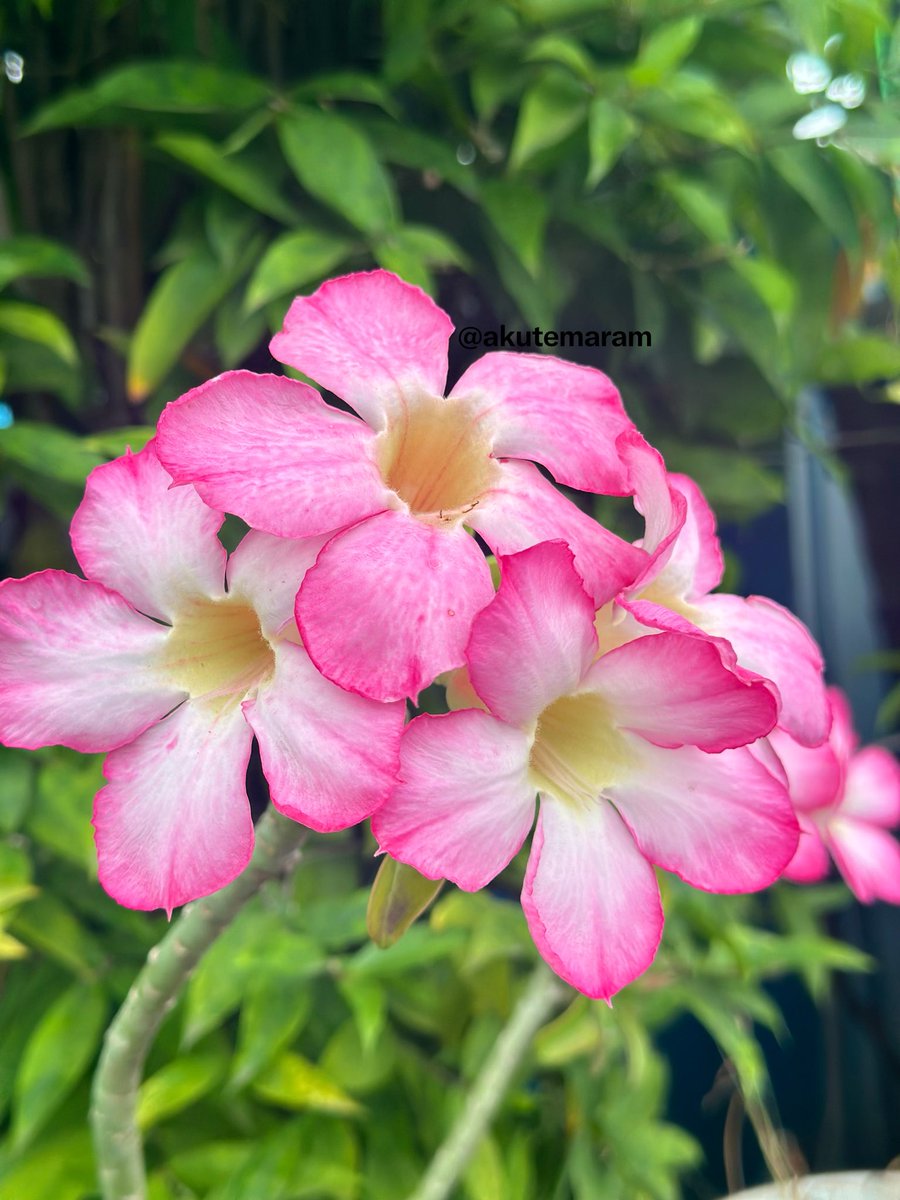 akutemaram's tweet photo. #RandomVisual

#Adenium
#Pink https://t.co/s9hiGmX3XQ