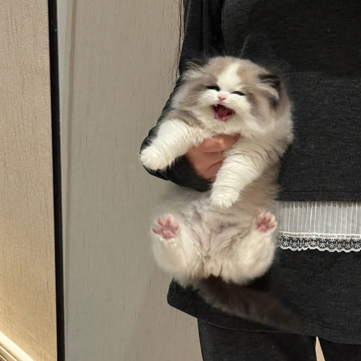 nekocatts's tweet photo. MEEEEEEEEOW https://t.co/Yl0XMfQvNa