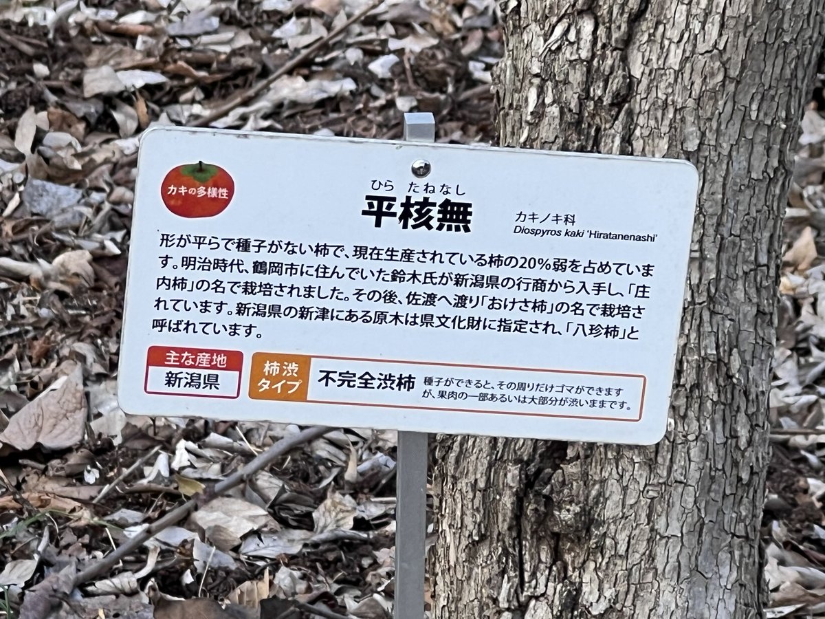 cotal_kota's tweet photo. みんな大好きいつもの柿の木 https://t.co/VkNNryYCUj