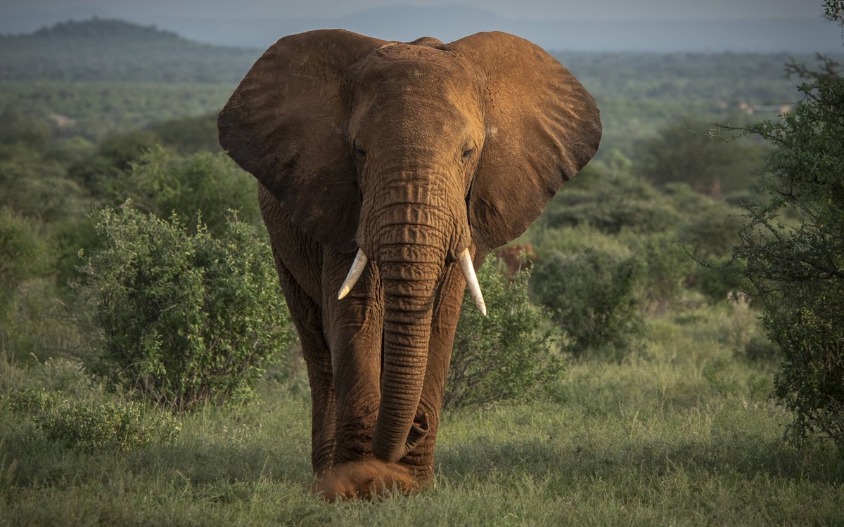 ste_kenya's tweet photo. Meet Wittemyer. Named after our Scientific Board Chairman, Prof. @GeorgeWittemyer, this bull elephant is one of Samburu's most recognisable residents. He is the oldest of Cedar's six calves, born in 2008 into the Hardwoods family.

📸 @janewynyard https://t.co/8KhKse4BVA