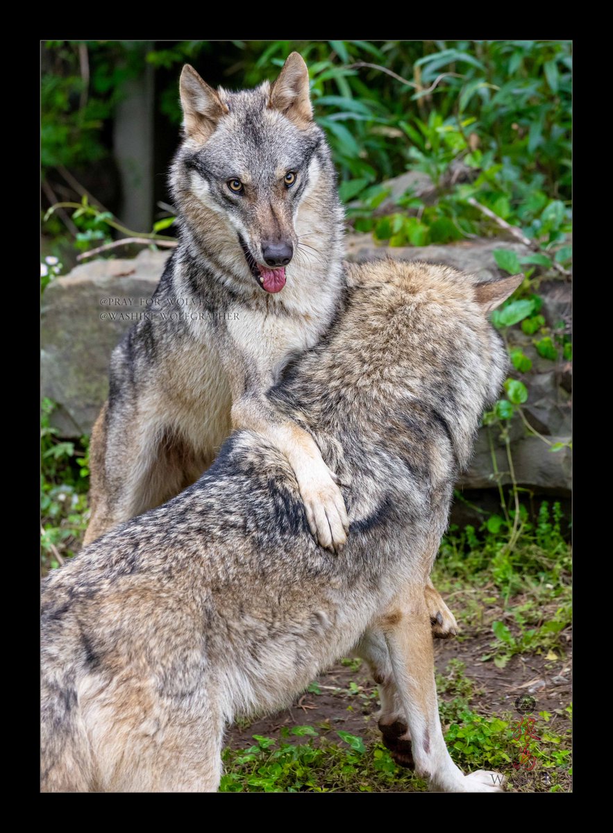pray_for_wolves's tweet photo. #カヨラン祭2026                 

DAY30    
2025/5   

若いスイちゃんの遊びのお誘いに付き合う優しい紳士カヨラン！ https://t.co/X9uBF4OBBP