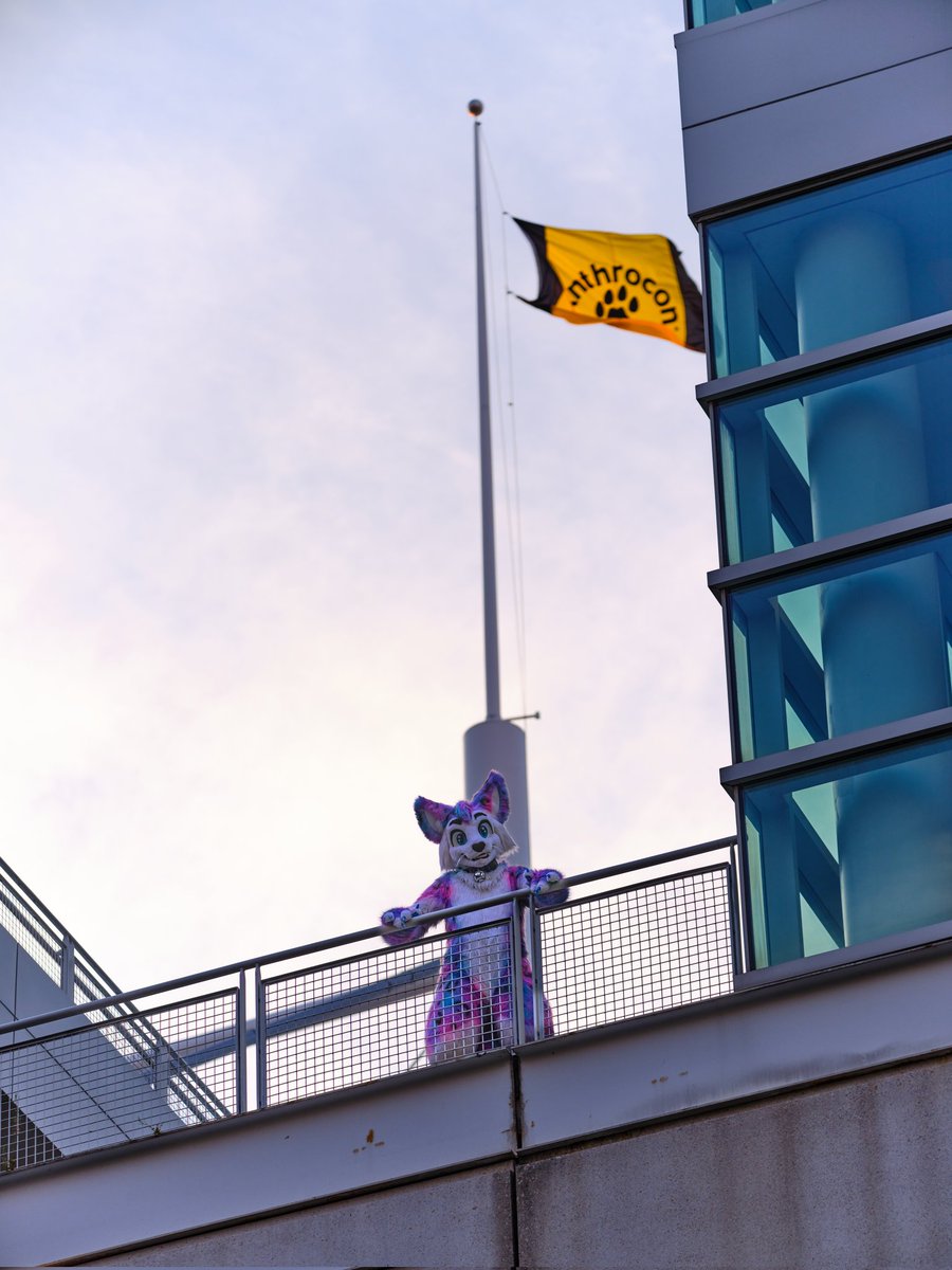 Astra_The_Kitty's tweet photo. ✨🐾Gotta Make Sure Everything Is Ready For #Anthrocon! We Are Only Two Weeks Away!! 🐾✨ 
📸 - @Tullembrat 

#fursuitFriday 
@anthrocon https://t.co/yJzqU0O98l