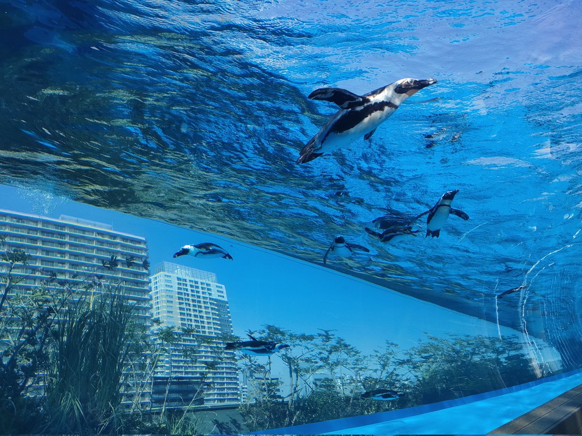 gau0226's tweet photo. サンシャイン水族館✨ https://t.co/kLlwPPnVFC
