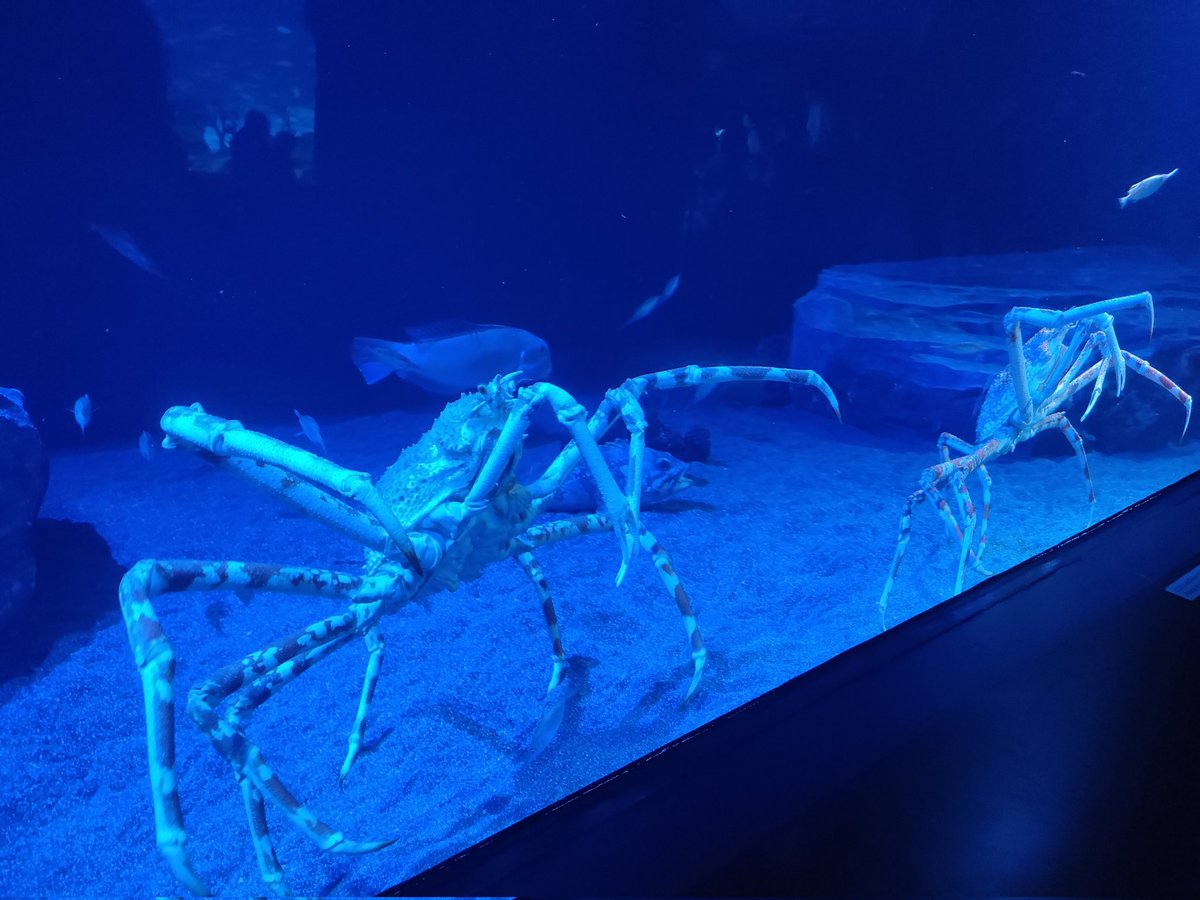gau0226's tweet photo. サンシャイン水族館✨ https://t.co/kLlwPPnVFC