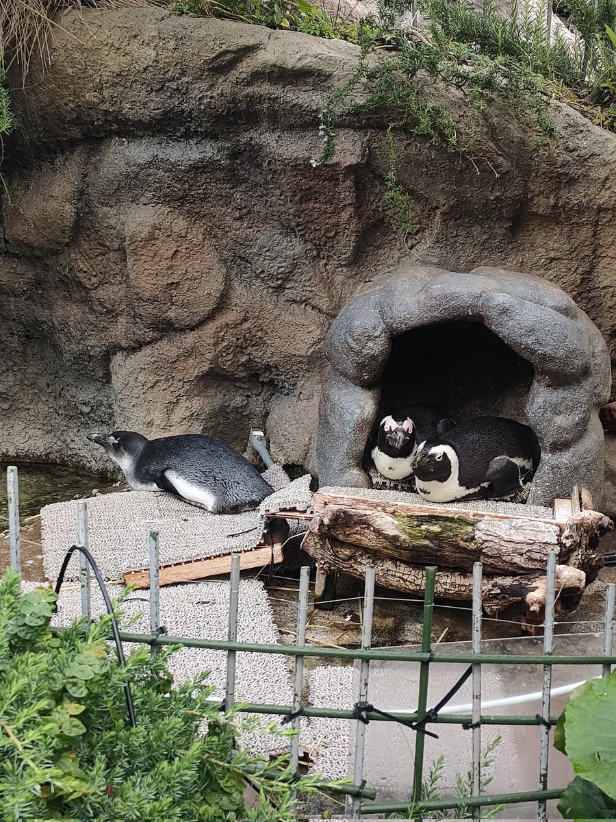 gau0226's tweet photo. サンシャイン水族館✨ https://t.co/kLlwPPnVFC