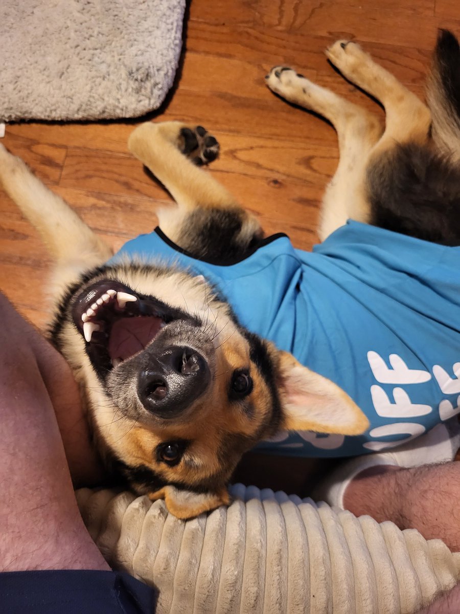 Grand_Vol's tweet photo. Scout is growing into our family and my wife helped him by getting doggy onesies to help after his surgery instead of the Cone of Shame. 

20/10 highly recommend these if you have a dog that went through surgery and needs something to protect the area from licking.

Plus, he's now Super Dog lol