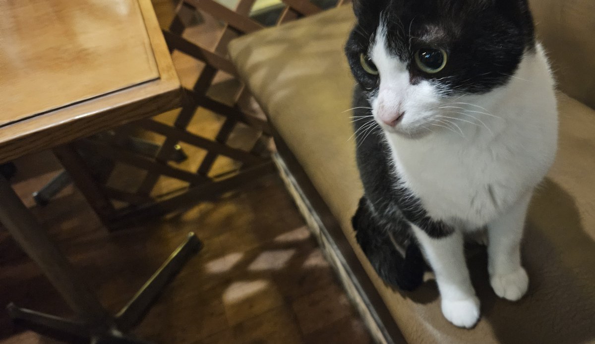 himanecosan's tweet photo. いつもの猫カフェ
新猫のタキシードさんいきなり隣にきた
B米さんに追いかけられて逃げてきたらしい
びびりさんだけど檻の向こうからだったら近づいてもいいらしい https://t.co/SKqjndjUKg