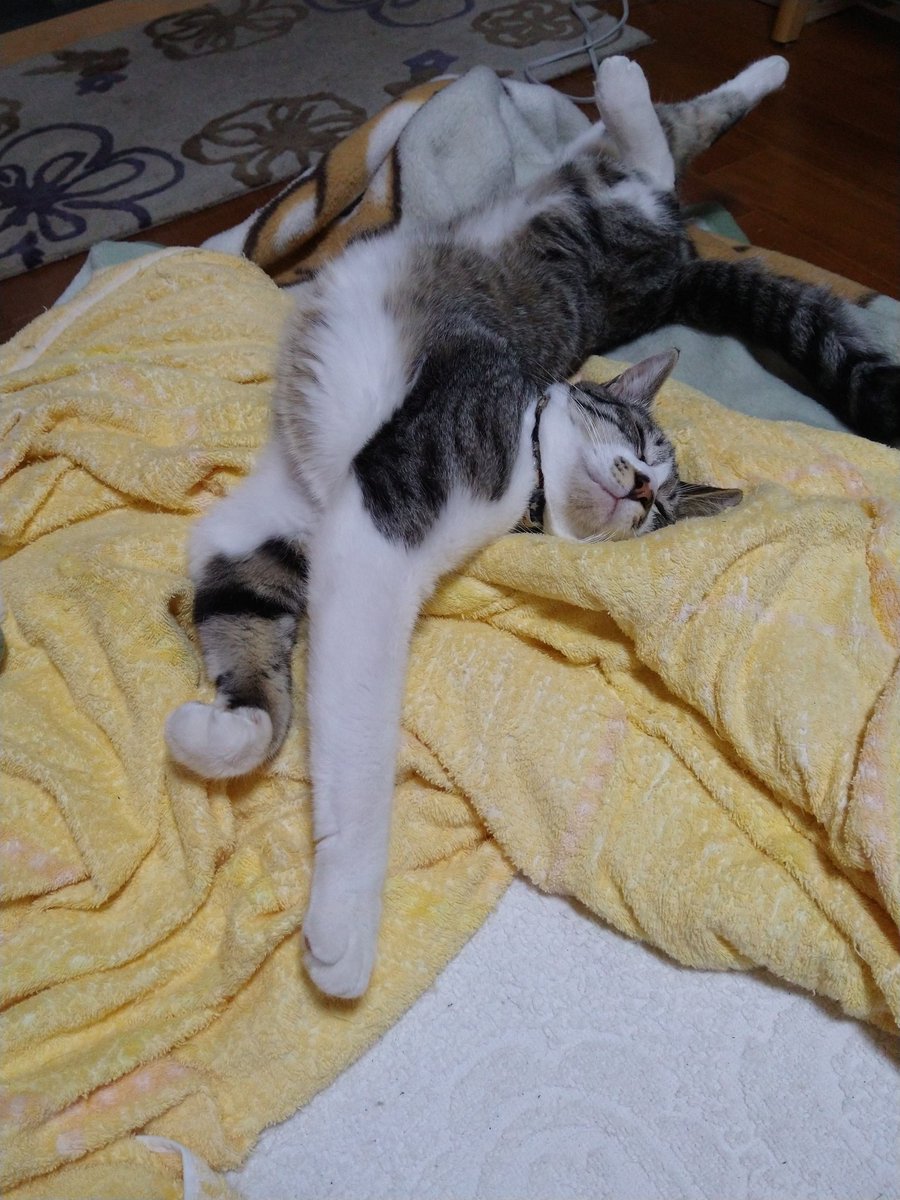 tesirogi's tweet photo. 家猫歴1年半にもなるとアクロバティック寝相が増えますね https://t.co/P48Tg8sITI