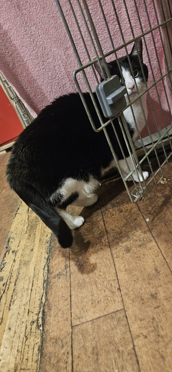 himanecosan's tweet photo. いつもの猫カフェ
新猫のタキシードさんいきなり隣にきた
B米さんに追いかけられて逃げてきたらしい
びびりさんだけど檻の向こうからだったら近づいてもいいらしい https://t.co/SKqjndjUKg