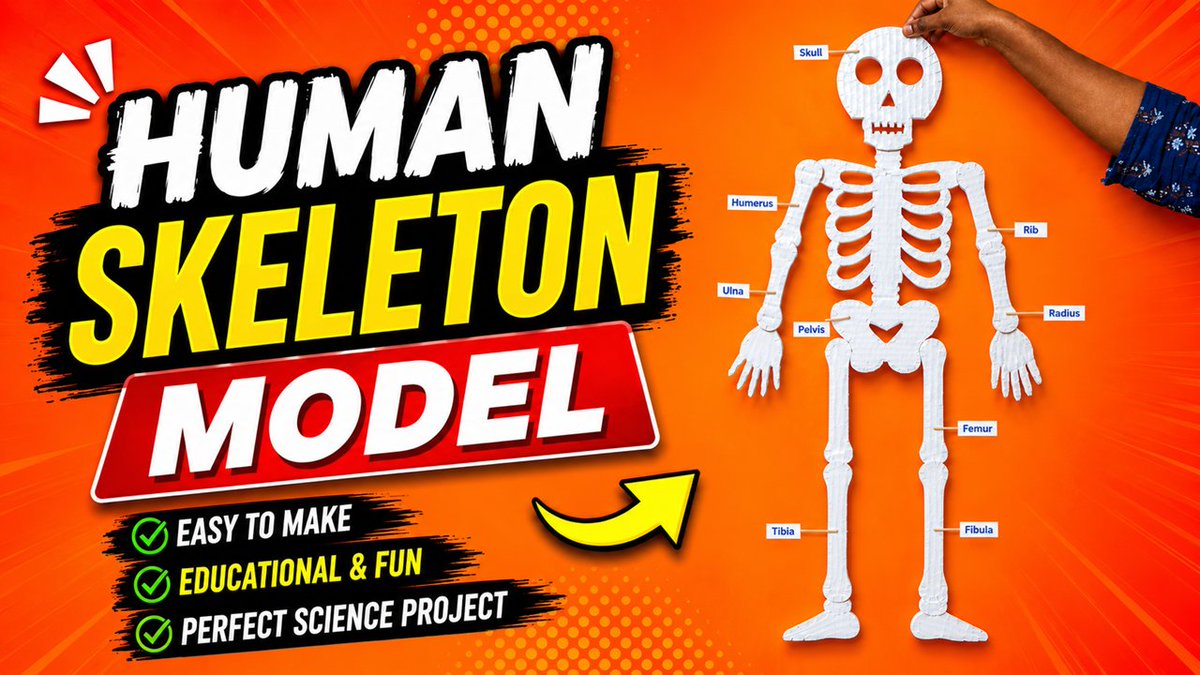 howtofunda's tweet photo. human skeleton model making for science project exhibition diy - biology project howtofunda
#humanskeleton #humanskeletalsystem #modelmaking #howtofunda #howtomake #HumanSkeletonModel #SkeletonModel #HumanAnatomy #SkeletonDIY
FULL VIDEO - https://t.co/cKHWGQXmPI https://t.co/wiYHQWkYrh