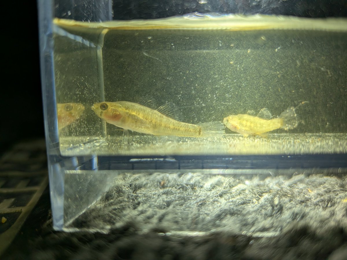 Komannman's tweet photo. ヨコシマドンコ
ずっっと採りたかったけどなんかあっさり採れてしまって感動が薄い https://t.co/kPBu4IR9j4