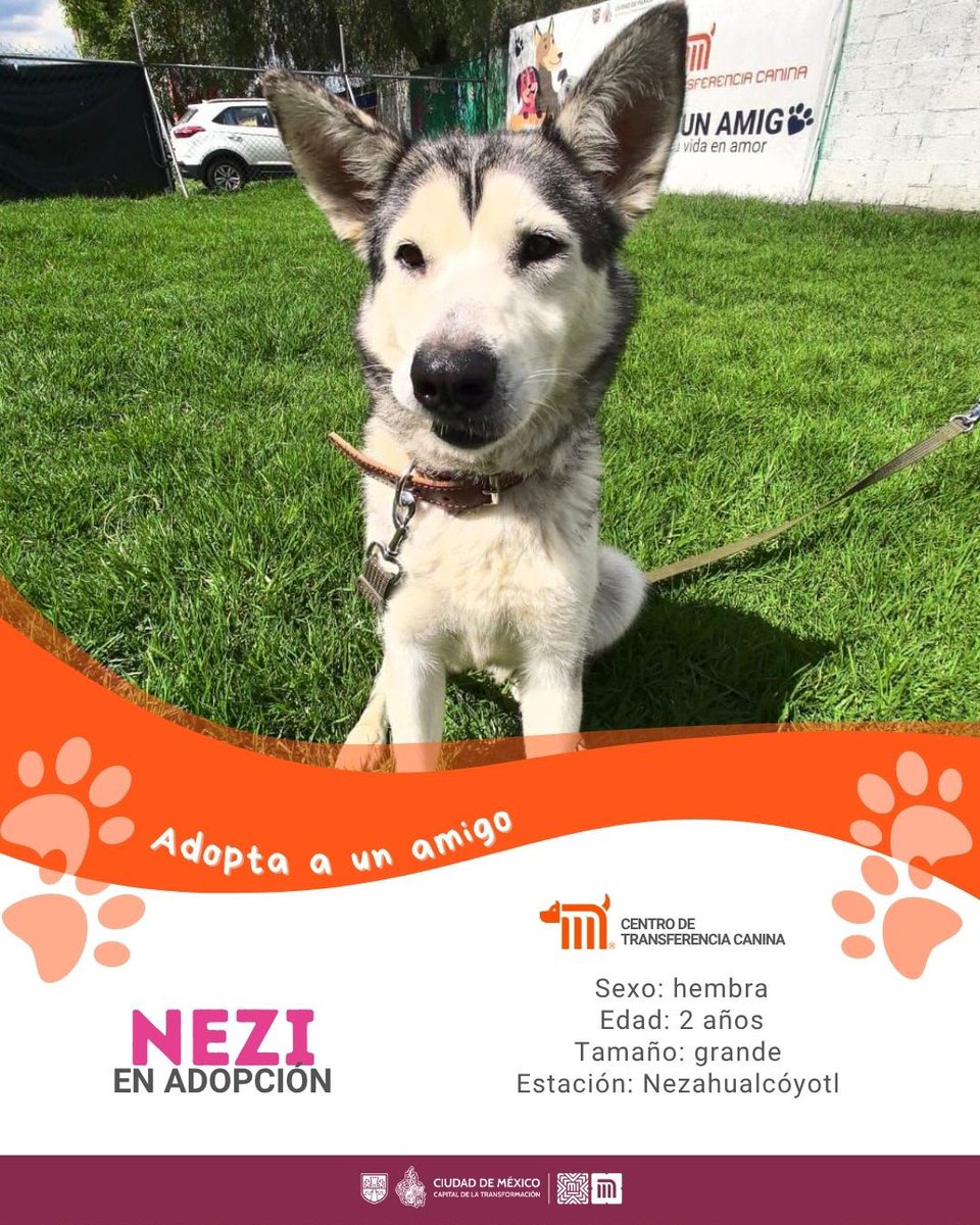 MetroCDMX's tweet photo. "Nezi" está en busca de una familia, si deseas darle la oportunidad de ser adoptada comunícate con el @ctcdelmetro, vía e-mail a: ctc@metro.cdmx.gob.mx  
Consulta requisitos de adopción en 👉🏼 https://t.co/vy9M5dnm1J 🐾  #AdoptaNoCompres 🐶🏡 https://t.co/0CRZnrIQzX