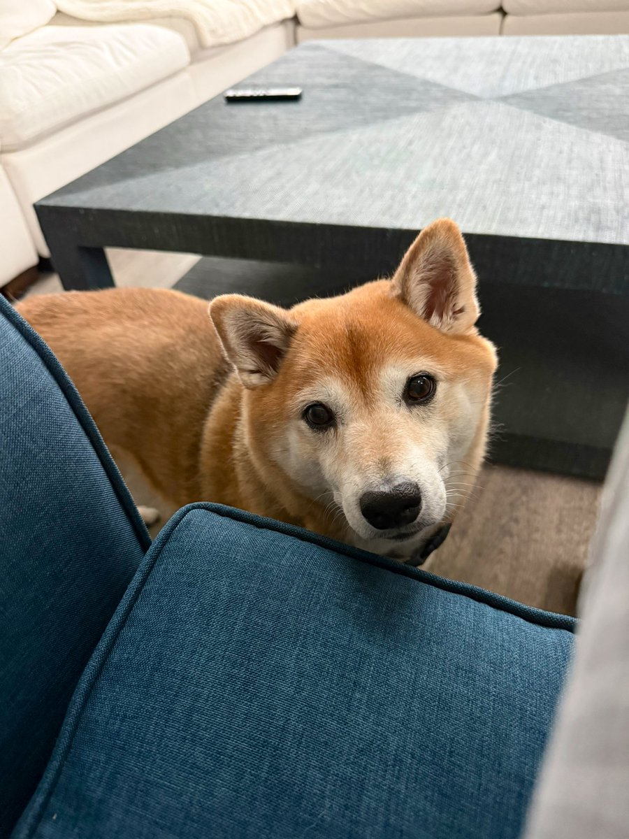 RRUNNFASTT's tweet photo. Good morning. 
Lulu is waiting for her morning walk 😊 https://t.co/AmEhzSbSjJ