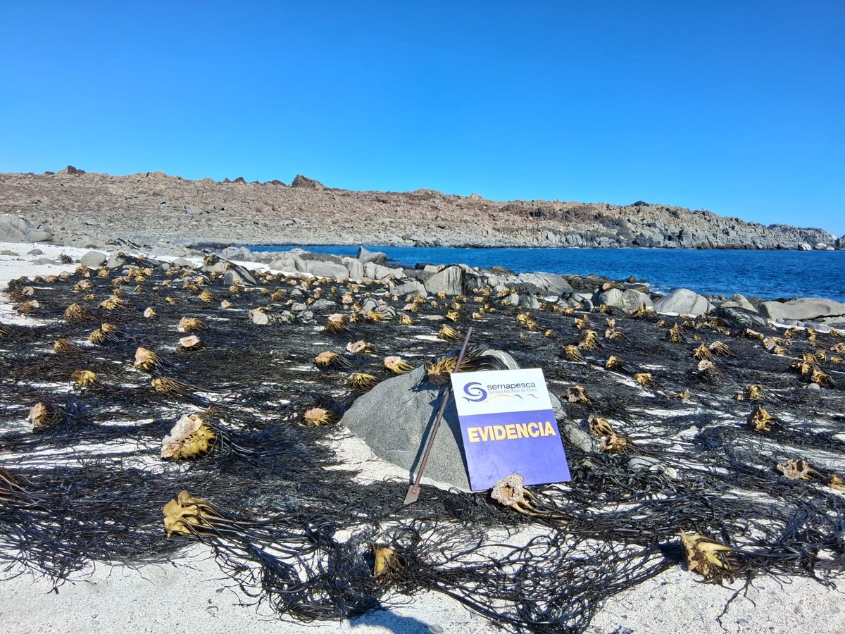 sernapesca's tweet photo. #Atacama: En Caldera, un operativo junto a @DGTM_Chile, se incautaron 3,5 toneladas de huiro negro que fue extraído ilegalmente, con la técnica del "barreteo". Al infractor se le cursó citación ante los tribunales de justicia.
Conoce más detalles en: https://t.co/Xwm11lGfgm https://t.co/HB40qmTKRw
