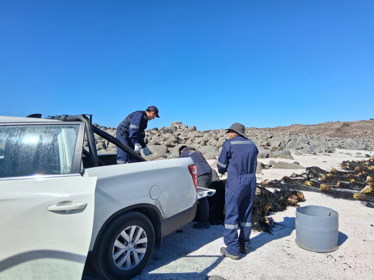sernapesca's tweet photo. #Atacama: En Caldera, un operativo junto a @DGTM_Chile, se incautaron 3,5 toneladas de huiro negro que fue extraído ilegalmente, con la técnica del "barreteo". Al infractor se le cursó citación ante los tribunales de justicia.
Conoce más detalles en: https://t.co/Xwm11lGfgm https://t.co/HB40qmTKRw