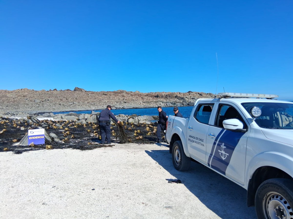 sernapesca's tweet photo. #Atacama: En Caldera, un operativo junto a @DGTM_Chile, se incautaron 3,5 toneladas de huiro negro que fue extraído ilegalmente, con la técnica del "barreteo". Al infractor se le cursó citación ante los tribunales de justicia.
Conoce más detalles en: https://t.co/Xwm11lGfgm https://t.co/HB40qmTKRw