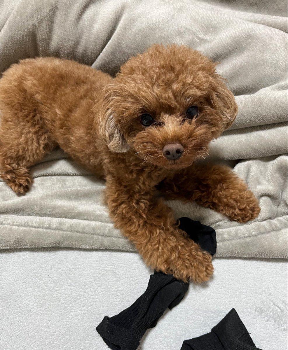 nicomaruno's tweet photo. たからもの🧦 https://t.co/xk5iR2AdOP
