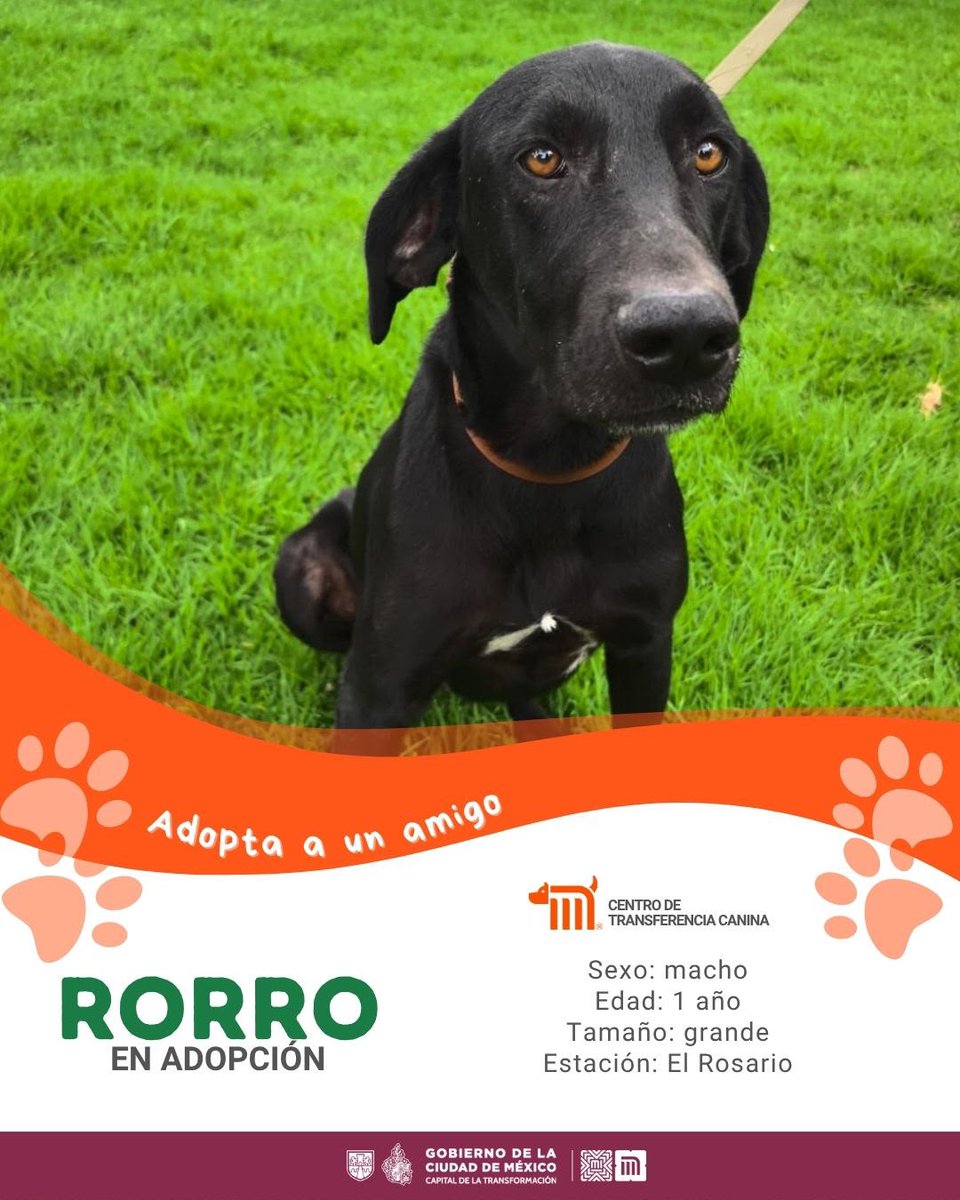 MetroCDMX's tweet photo. "Rorro" está en busca de una familia, si deseas darle la oportunidad de ser adoptado comunícate con el @ctcdelmetro, vía e-mail a: ctc@metro.cdmx.gob.mx  
Consulta requisitos de adopción en 👉🏼 https://t.co/vy9M5dnm1J 🐾  #AdoptaNoCompres 🐶🏡 https://t.co/Ll2SOSGpch