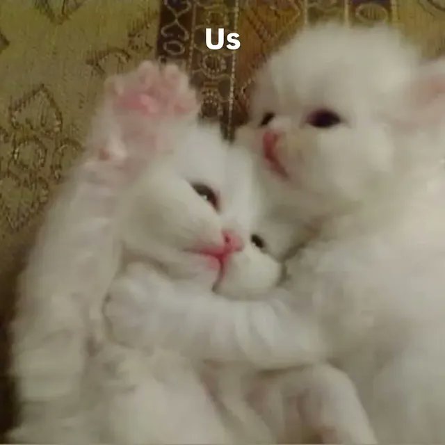 catsworldaura's tweet photo. https://t.co/L7R8RQ800Y