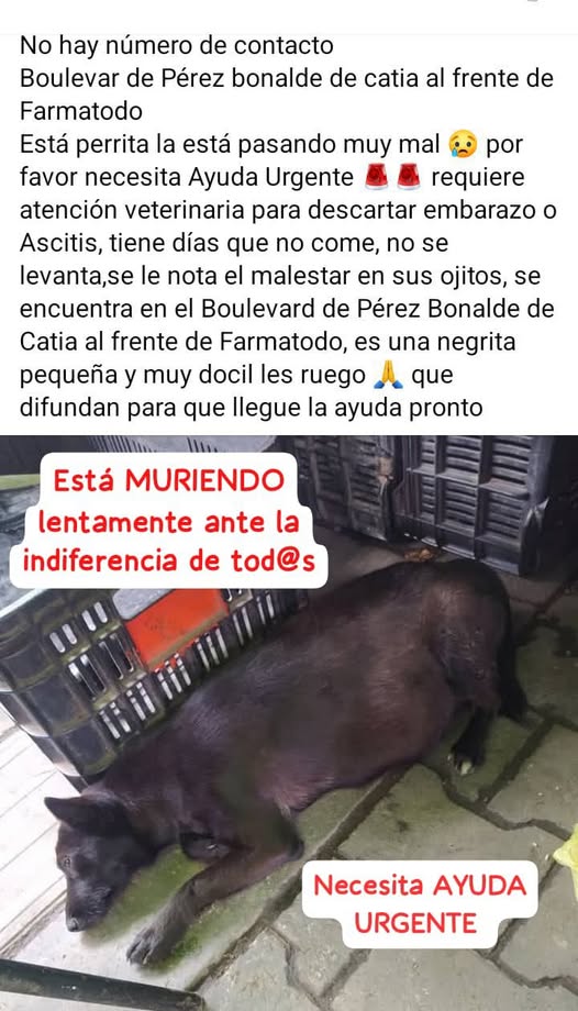 A64029345's tweet photo. ATENCIÓN MISIÓN NEVADO, PROTECCIONISTAS, RESCATISTAS Y ANIMALISTAS DE LA ZONA DE CATIA Y SUS ALREDEDORES EN CARACAS, VENEZUELA https://t.co/rPRo7dYNV6