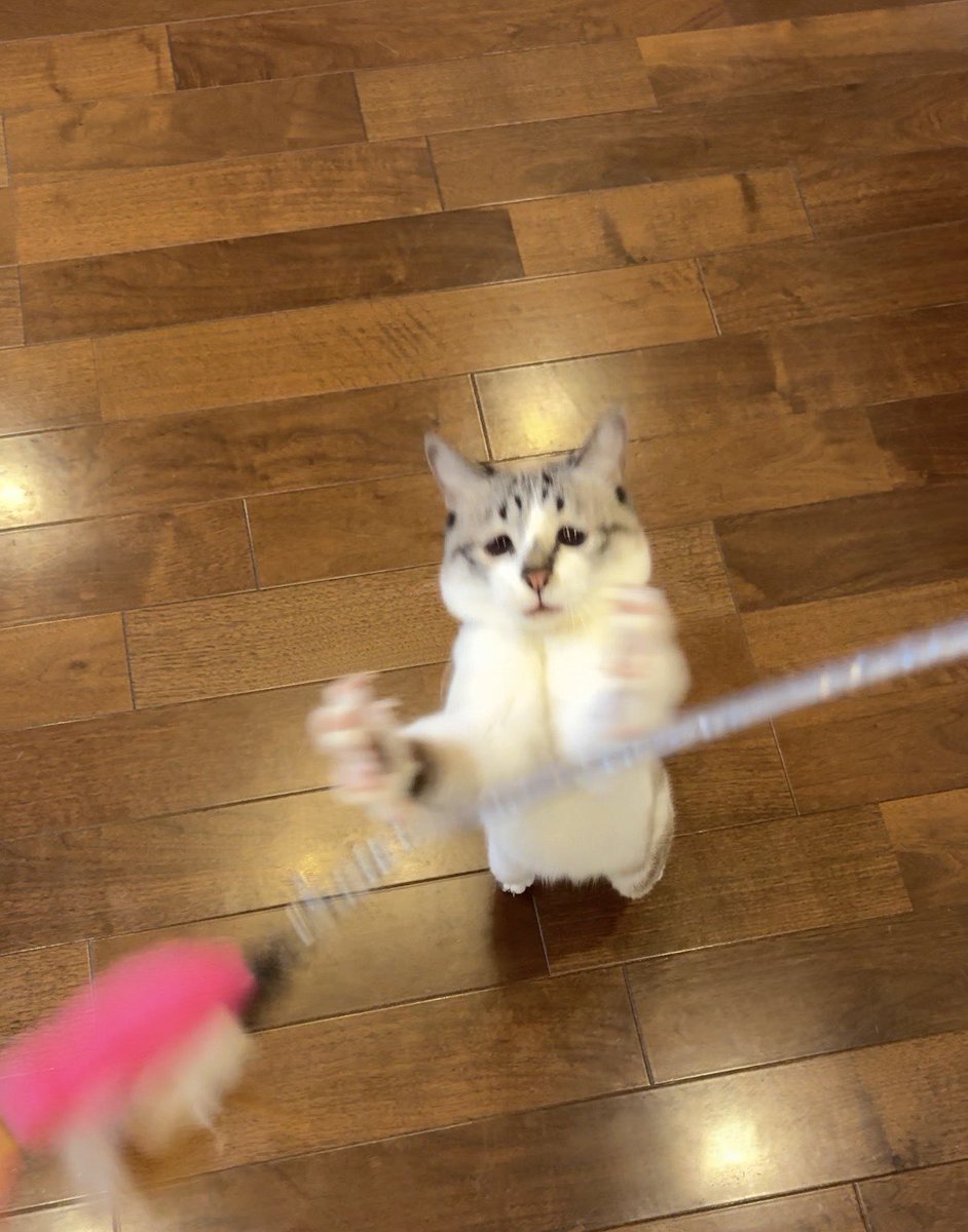 piennekomint's tweet photo. な･･･なんという哀しい目だ https://t.co/bkF5CoEFGc