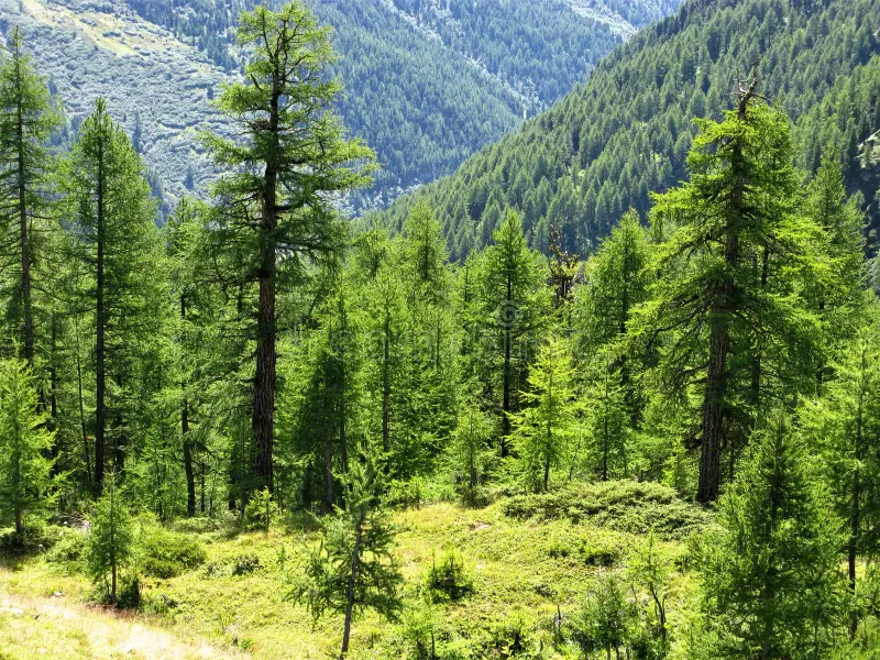 climacritic's tweet photo. Questo è un pino cembro svizzero. E' stato trovato un suo tronco sotto un ghiacciaio nelle Alpi datato circa 6000 anni fa.
Quegli alberi oggi non possono sopravvivere a quelle altitudini perché fa troppo freddo.
6.000 anni fa coincidono con l'ottimo climatico dell'Olocene, un periodo in cui le temperature erano molto più alte di ora, anche con molta meno CO2 atmosferica.

Il clima varia ciclicamente e la Terra si autoregola.
L'allarmismo climatico non ha nulla a che fare con la realtà.