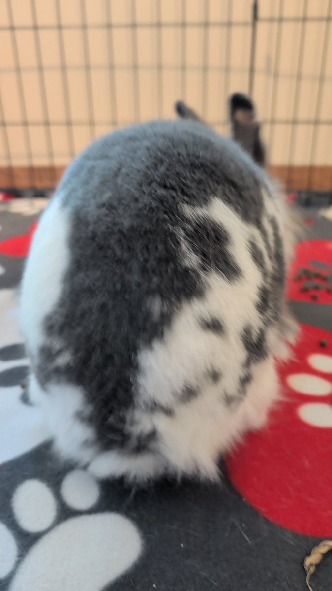 05HAWKI's tweet photo. #FluffButtFriday https://t.co/i6HgwBOoO9