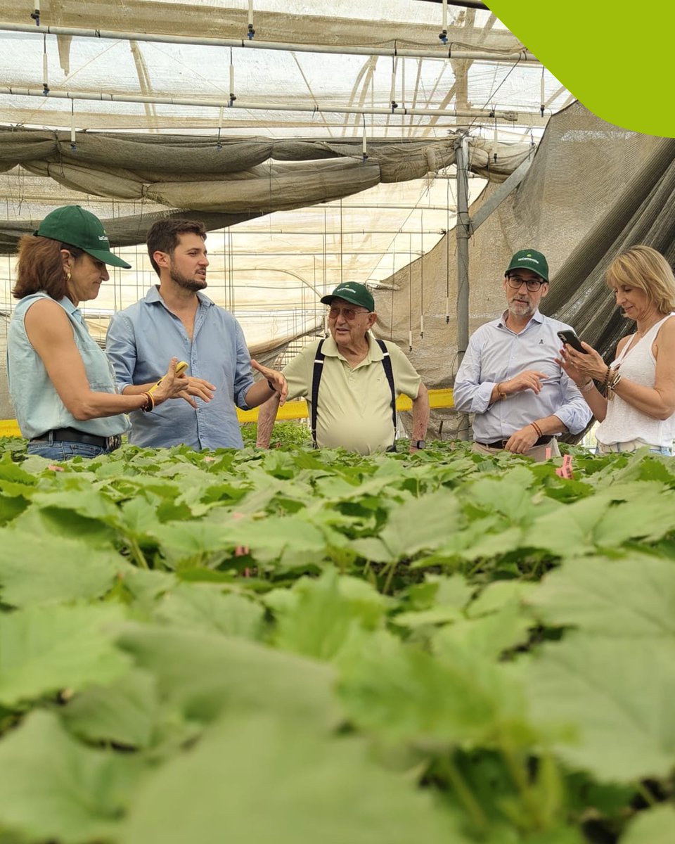 FruitAttraction's tweet photo. Conocer el sector sobre el terreno es la mejor forma de entender todo lo que hay detrás de cada fruta que llega al mercado.

Durante nuestra visita a las instalaciones de Plus Berries y a la finca El Bosque, tuvimos la oportunidad de descubrir de cerca su modelo de producción. https://t.co/LFXPPKprdP