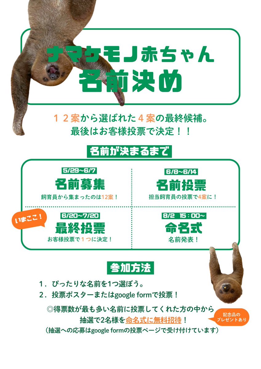 neopark754's tweet photo. 【#名前投票 のお知らせ】
本日6/20(土)～7/20(土)、希少種の森にて #フタユビナマケモノ のこどもの名前投票を行います！
また、命名を記念してこどもの成長を追ったぷち写真展も実施中です。
皆様のご来園をお待ちしております🦥🍃

また、今回の名前投票はGoogle formでも受け付けています。
期間中の来園が難しい方もぜひご参加ください^ ^
▼投票フォーム
https://t.co/JqcuYFOrXo
-----
●名前投票
期間：2026/6/20(土)〜7/20(土)
場所：希少種の森

●ぷち写真展
期間：2026/6/20(土)〜8/31(月)
場所：希少種の森

#ネオパーク