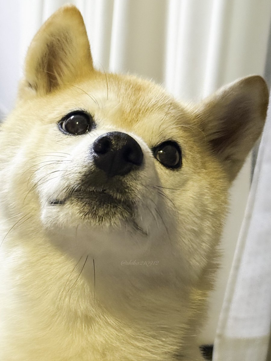 柴犬もも (@shiba210912) / Posts / X