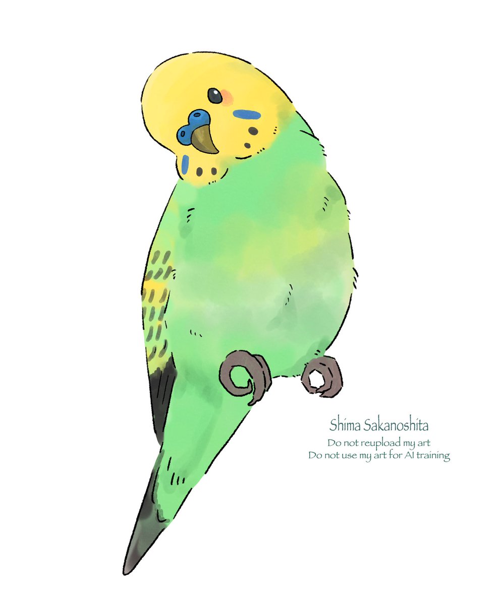 セキセイインコ💚